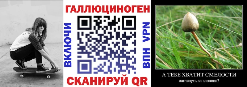 купить наркотики сайты Волгодонск Псилоцибиновые грибы Psilocybe